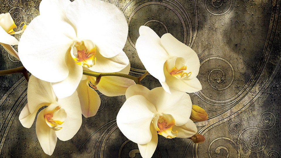  Ֆոտոպաստառ 2948P4   