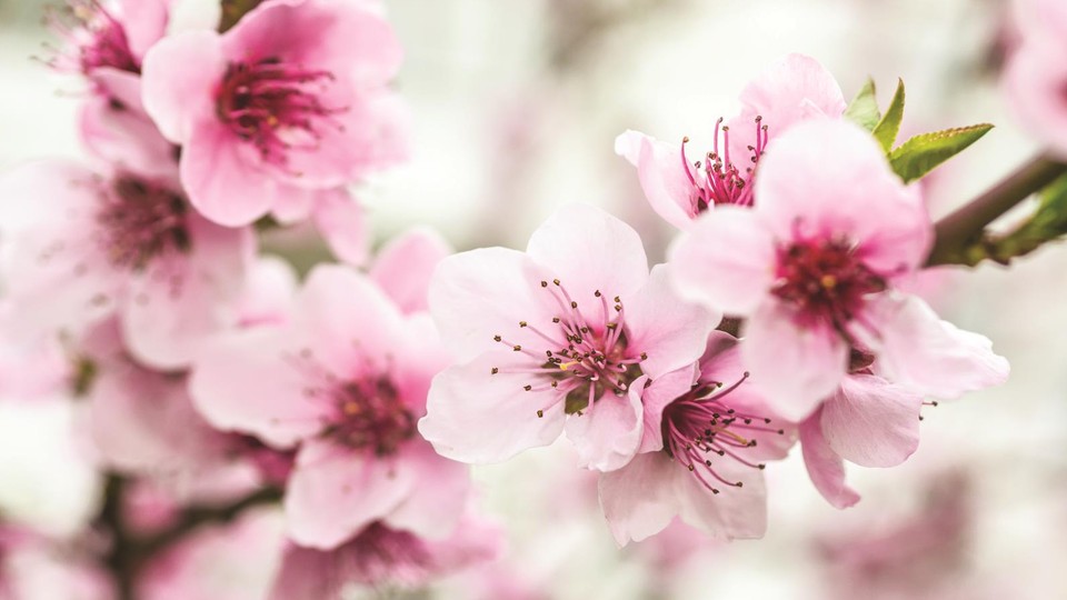  Photo wallpaper 1168P4   