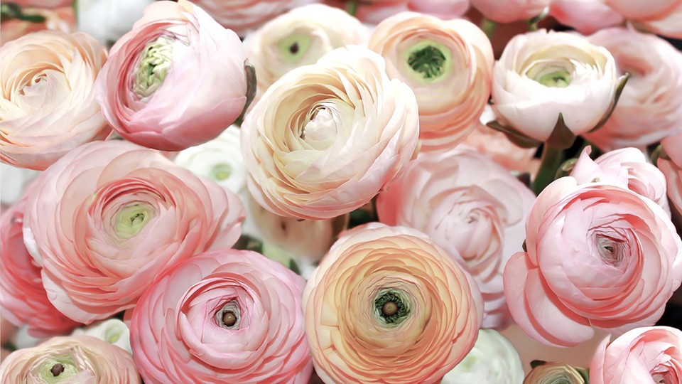  Фотообои 2297P8 