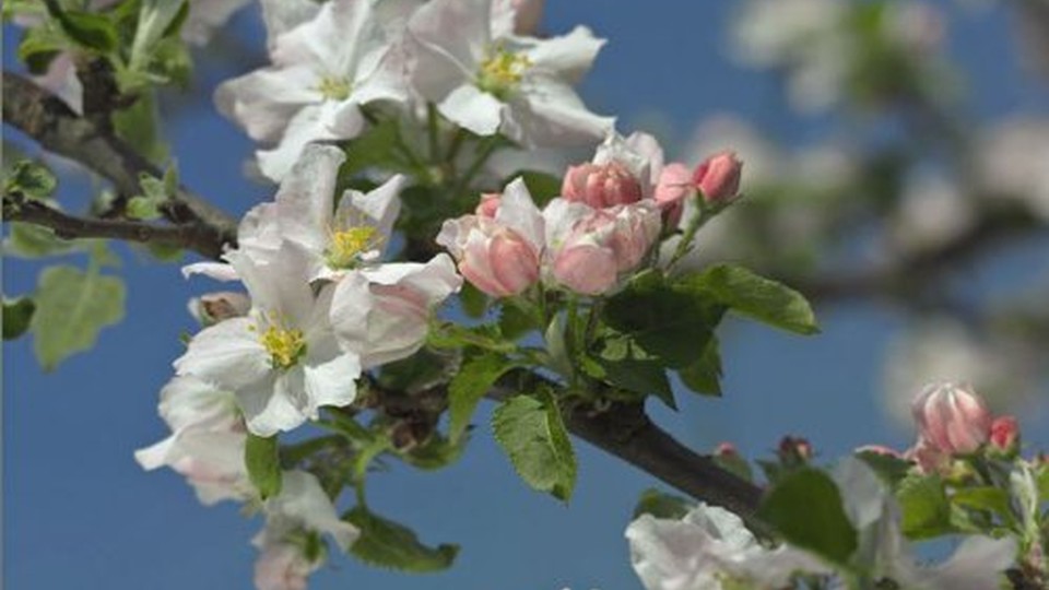  Ֆոտոպաստառ 8-735  