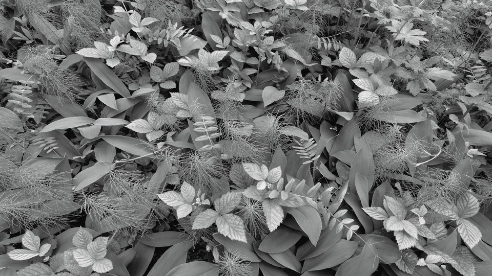  Ֆոտոպաստառ 8-914  