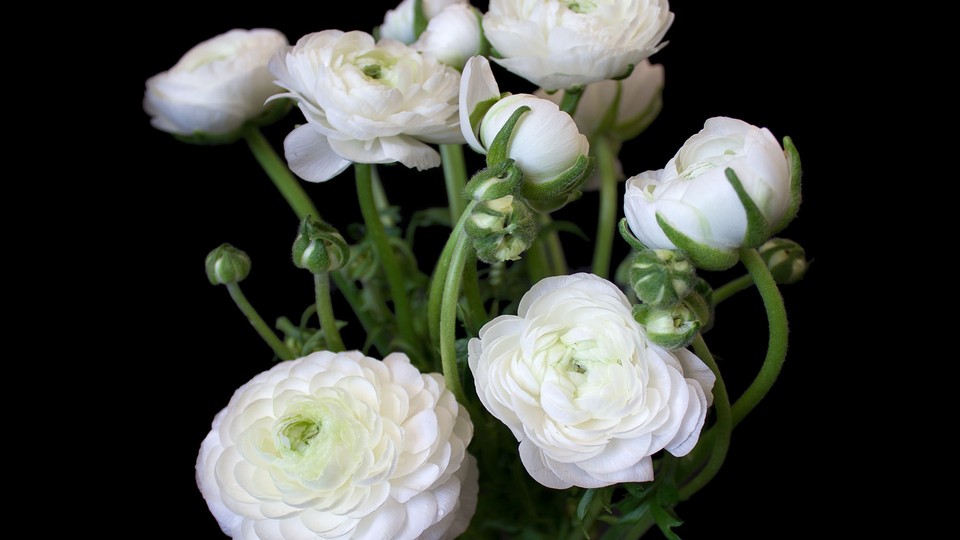  Photo wallpaper 11856P4   