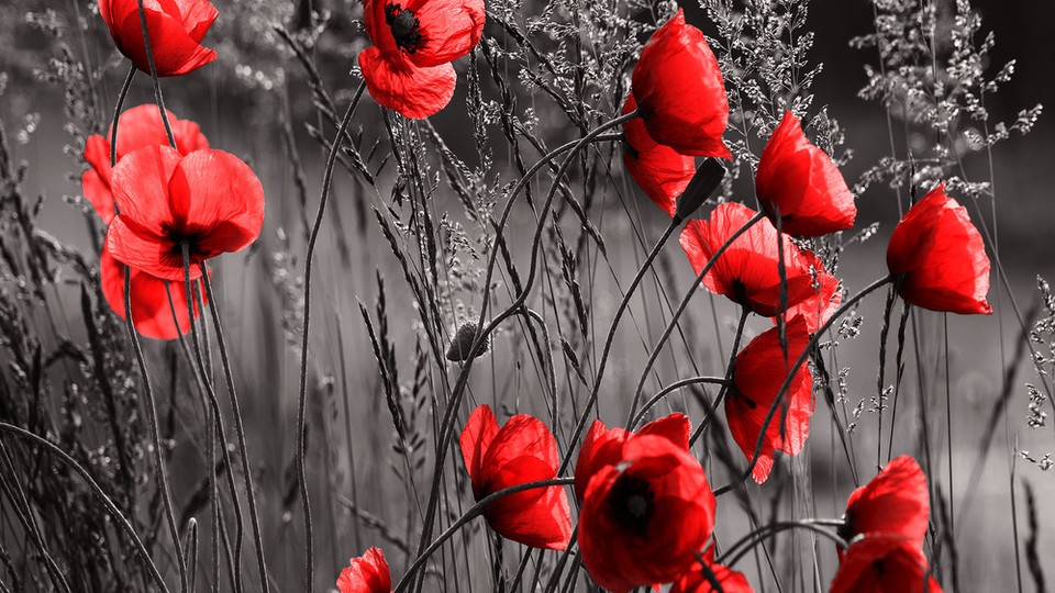  Photo wallpaper 11763P4   