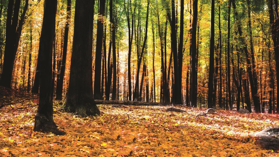  Фотообои 1220P4 