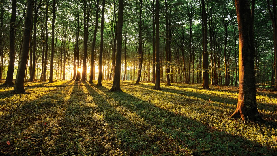  Ֆոտոպաստառ 2225P8   